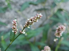 Persicaria maculosa