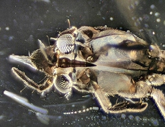 Rheumatobates rileyi