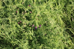 Vicia eriocarpa