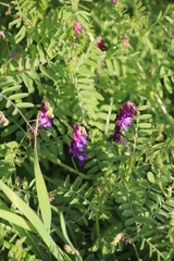 Vicia eriocarpa