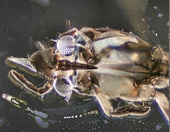 Rheumatobates rileyi