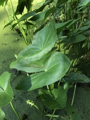 Sagittaria brevirostra