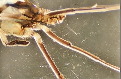 Rheumatobates rileyi