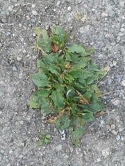Plantago major