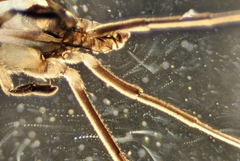 Rheumatobates rileyi