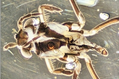 Rheumatobates rileyi