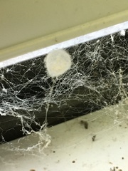 Araneae