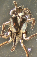 Rheumatobates rileyi