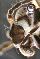 Rheumatobates rileyi