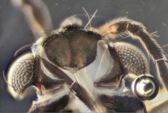 Rheumatobates rileyi