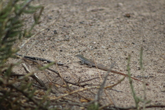 Aspidoscelis scalaris