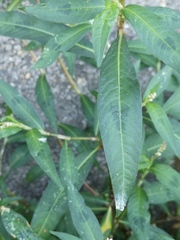 Persicaria maculosa