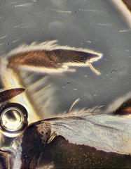 Rheumatobates rileyi