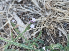 Verbena officinalis
