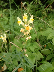 Linaria vulgaris