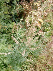 Artemisia vulgaris