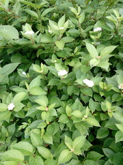 Cornus alba
