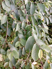 Ulmus glabra