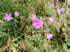 Geranium palustre