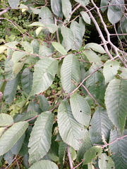 Ulmus glabra