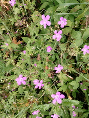 Geranium palustre