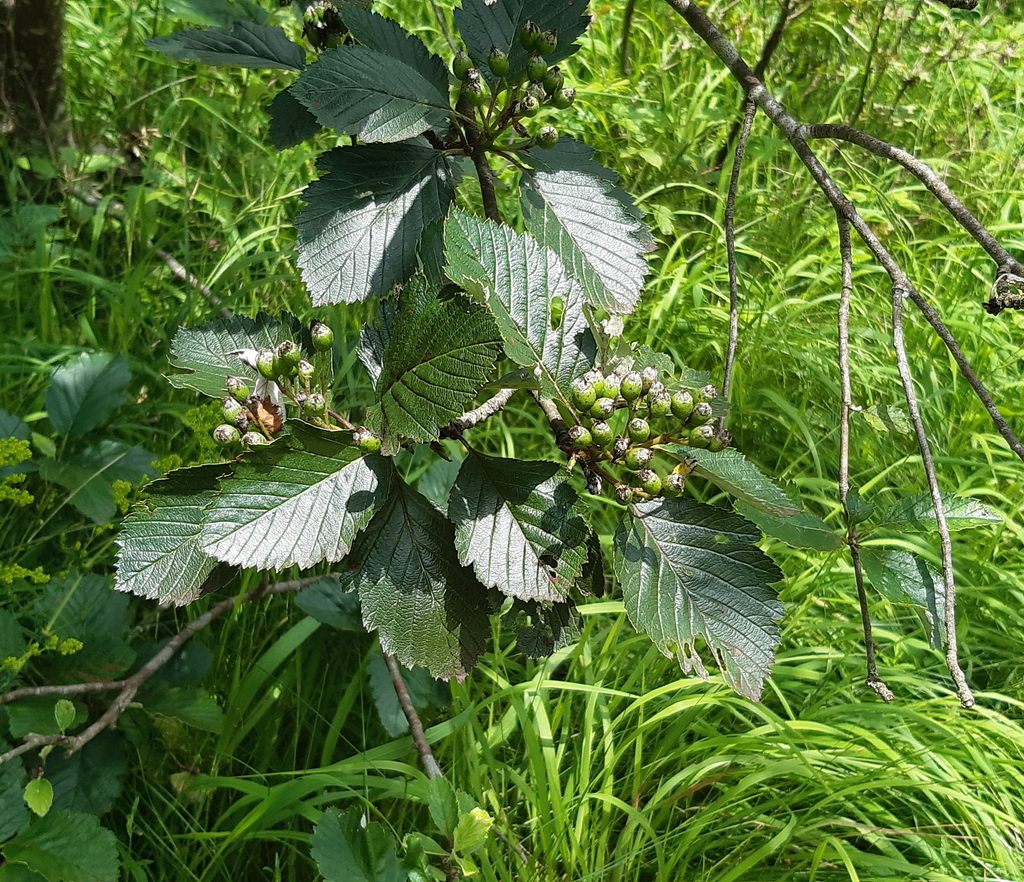 Hedlundia lonetalensis