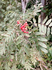 Sorbus aucuparia