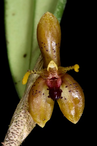 Myoxanthus