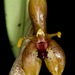 Myoxanthus - Photo (c) René Stalder, vissa rättigheter förbehållna (CC BY-NC-ND)
