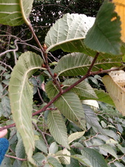 Ulmus glabra