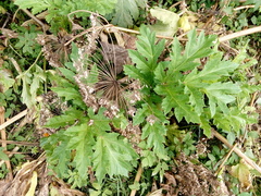 Heracleum sosnowskyi