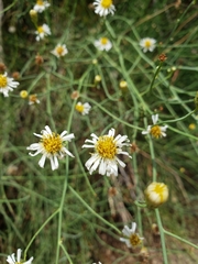 Chloracantha spinosa spinosa
