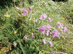 Centaurea jacea