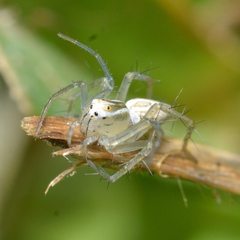 Oxyopes salticus