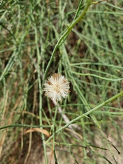 Chloracantha spinosa spinosa