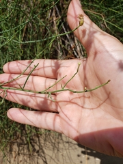 Chloracantha spinosa spinosa