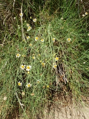 Chloracantha spinosa spinosa