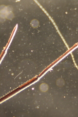 Rheumatobates rileyi