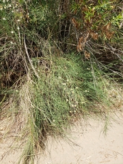 Chloracantha spinosa spinosa