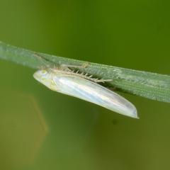 Dikraneura angustata