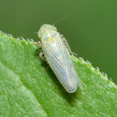 Graminella nigrifrons