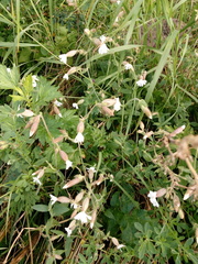 Silene latifolia