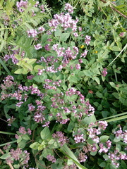 Origanum vulgare