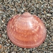 European Bittersweet Clam - Photo (c) Павел Несмеянов, some rights reserved (CC BY-NC), uploaded by Павел Несмеянов