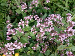 Origanum vulgare