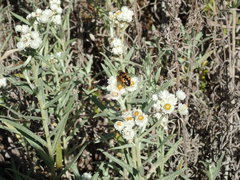 Helophilus lapponicus