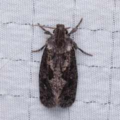 Acrolophus arcanella