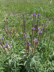 Verbena macdougalii
