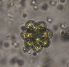 Coelastrum