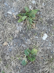 Plantago major